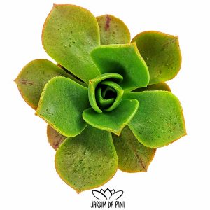 Aeonium Nobile