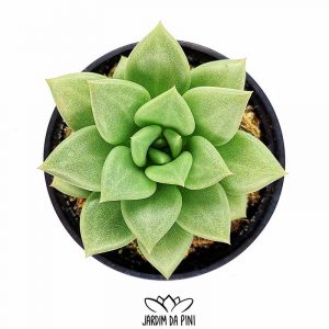 Echeveria van keppel
