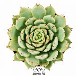 Echeveria Texensis var Zaragosa