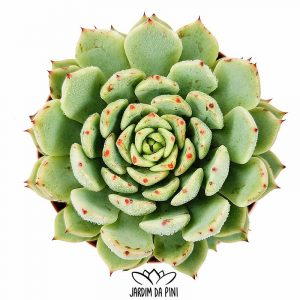 Echeveria Texensis Zaragoza