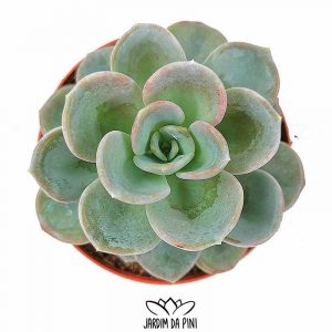 Echeveria Orpet