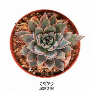 Echeveria Caamanoi