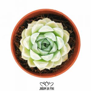 Echeveria Elegans Mexican Snowball 'Compact'