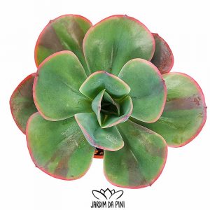 Echeveria Green Pacific