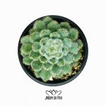 Echeveria Setosa Form Blue