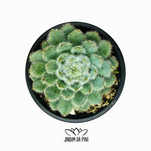 Echeveria Setosa Form Blue