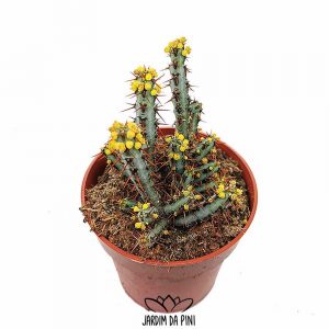 Euphorbia Aeruginosa
