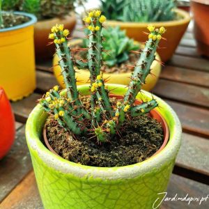 Euphorbia Aeruginosa Suculenta