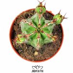 Euphorbia Officinarum
