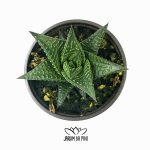 Haworthia Limifolia Green