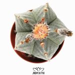 Astrophytum Myriostigma