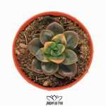 Echeveria Chroma