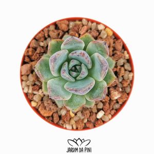 Echeveria Beatrice