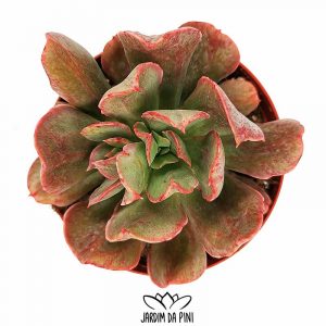 Echeveria Dark-Vader