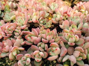 Propagacao de echeverias