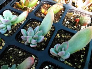 Propagacao echeveria rebentos