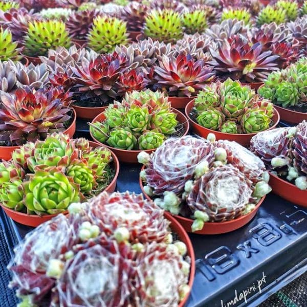Graines De Sempervivum (Joubarbe) En Mélange - 50 Graines - Vivaces Succulentes Rustiques - Pour Rocailles, Murets, Sols Secs