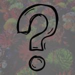 Sempervivum Mystery