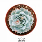 echeveria peacockii