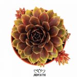 sempervivum pineapple