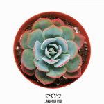 Echeveria Amistar