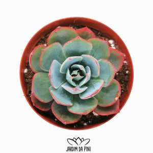 Echeveria Amistar (Coreia)