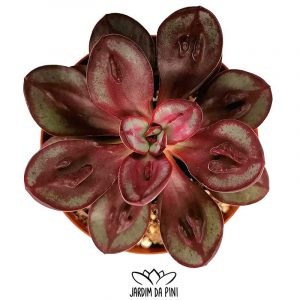 Echeveria Benitsukasa