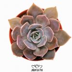 Echeveria Rejoice