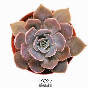 Echeveria Rejoice