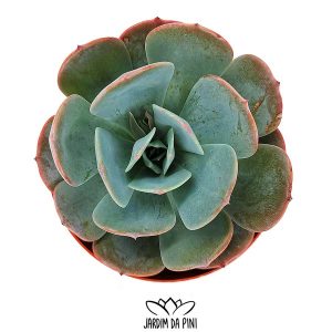 Echeveria Runyonii Red