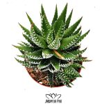 Haworthia coarctata