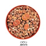 Lithops Karasmontana var. Tischeri