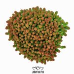 Sedum sexangulare