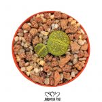 lithops leslei form albinica