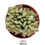Adromischus Schuldtianus