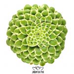 Aeonium emerald ice