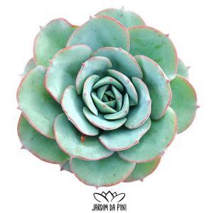 Echeveria Atlantis