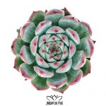 Echeveria Chihuahuaensis
