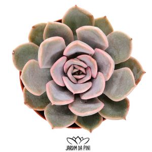 Echeveria Fiona