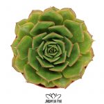 Echeveria Firelips