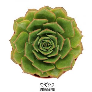 Echeveria Firelips