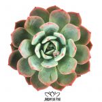 Echeveria Nanahukumini