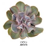 Echeveria Trumpet 2