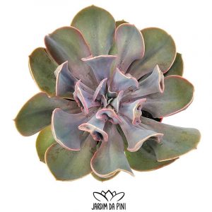 Echeveria Valkyrie Trumpet