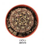 Gymnocalycium Ragonesei