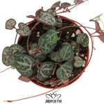 ceropegia woodii