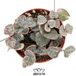 ceropegia woodii variegata