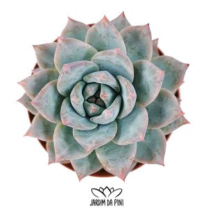 Echeveria Blue Bird