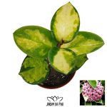 hoya tricolor australis