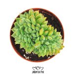 Echeveria Agavoides Cristata